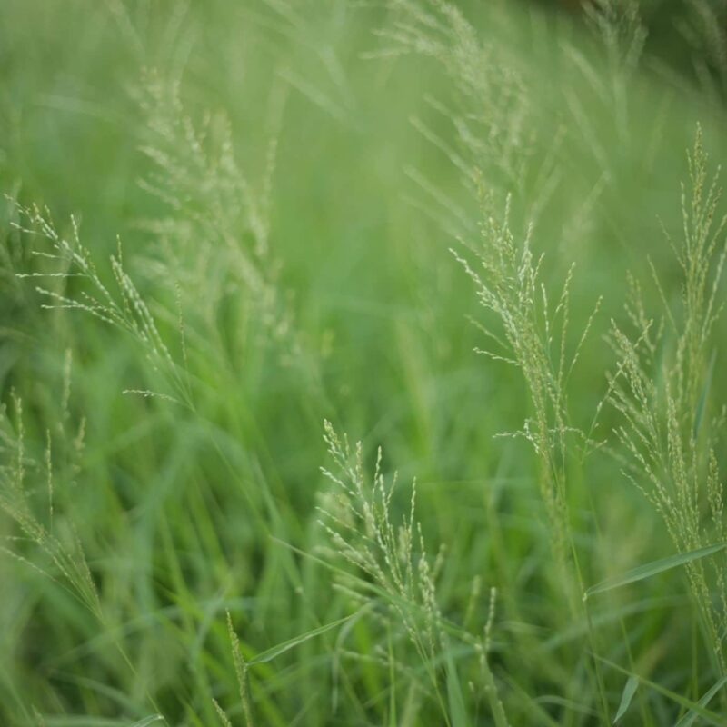 Green sprouts represent growth that comes from psychotherapy in Benton County