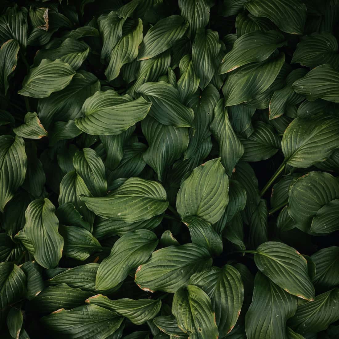 Leaves of growth with rich green colors showing how Spravato treatment can create newness.