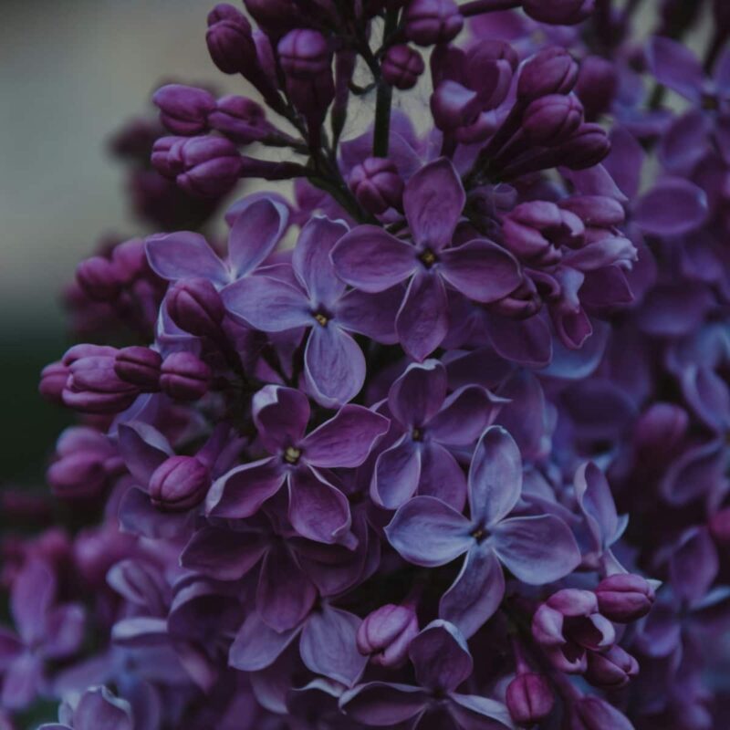 A beautiful collection of lavender flowers as a way to visually symbolize fatigue